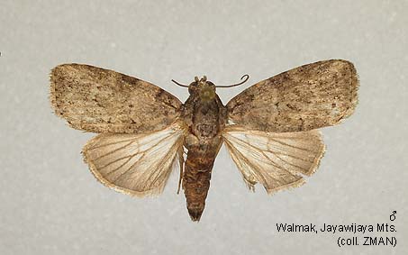 Papua Insects Foundation (Lepidoptera/Nolidae/Chloephorinae ...